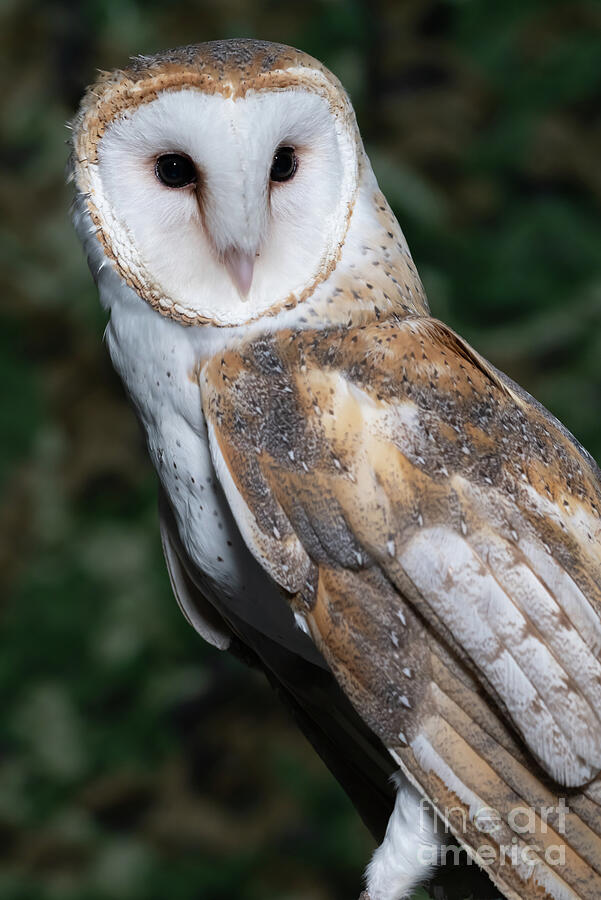 Feather Photograph - Barn Owl Portrait Vertical by Bee Creek Photography - Tod and Cynthia