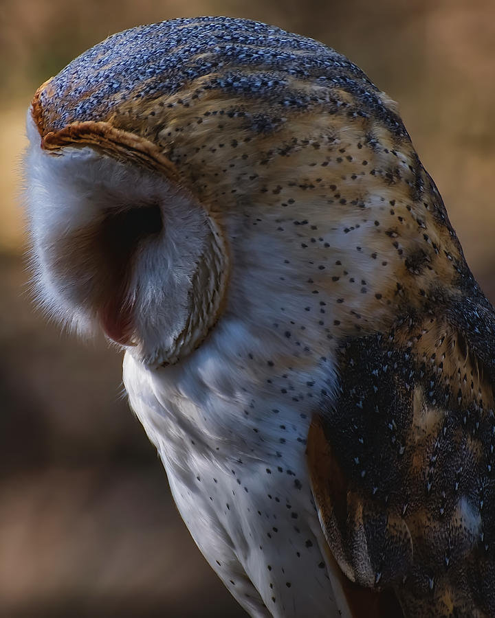 Owl Photograph - Barn owl profile 2 by Flees Photos