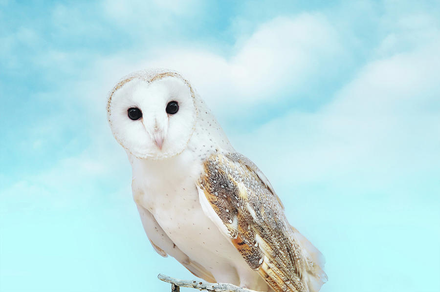 Barn Owl Photograph by Robert Libby