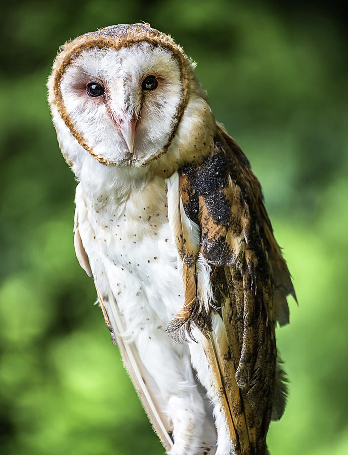 Barn owl Photograph by Robert Miller