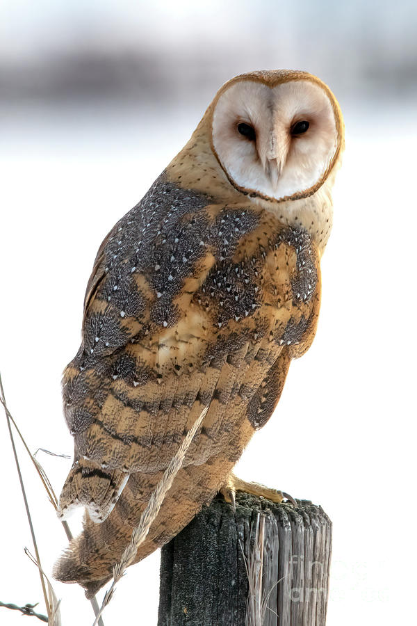 Barn Owl Stare Photograph by Michael Dawson