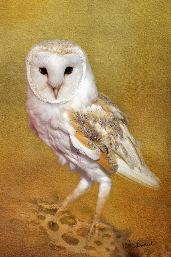 Barn Owl Photograph by Sue Leonard