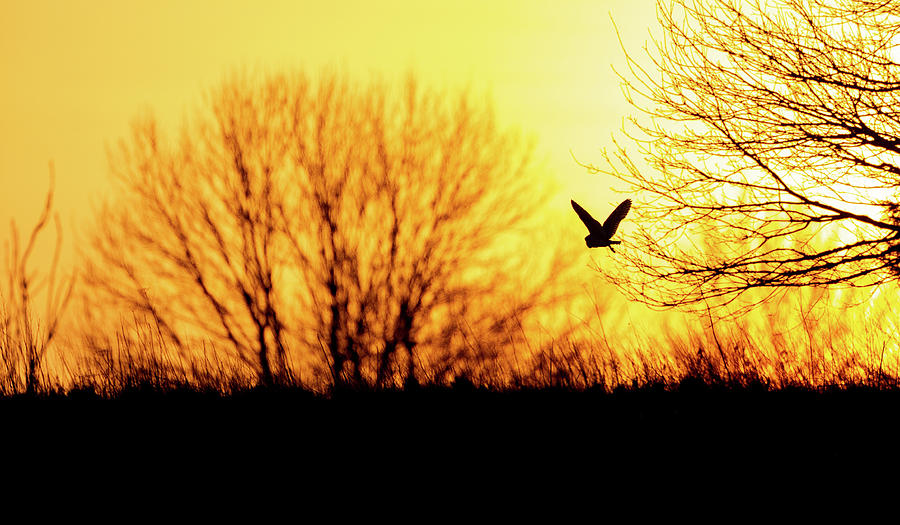 Barn Owl Sunset Photograph by Pete Walkden