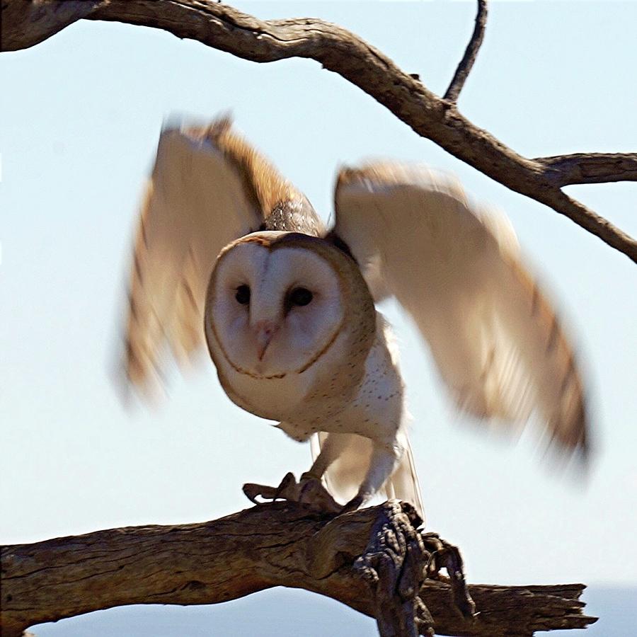 Barn Owl Photograph by Terry Groben - Fine Art America