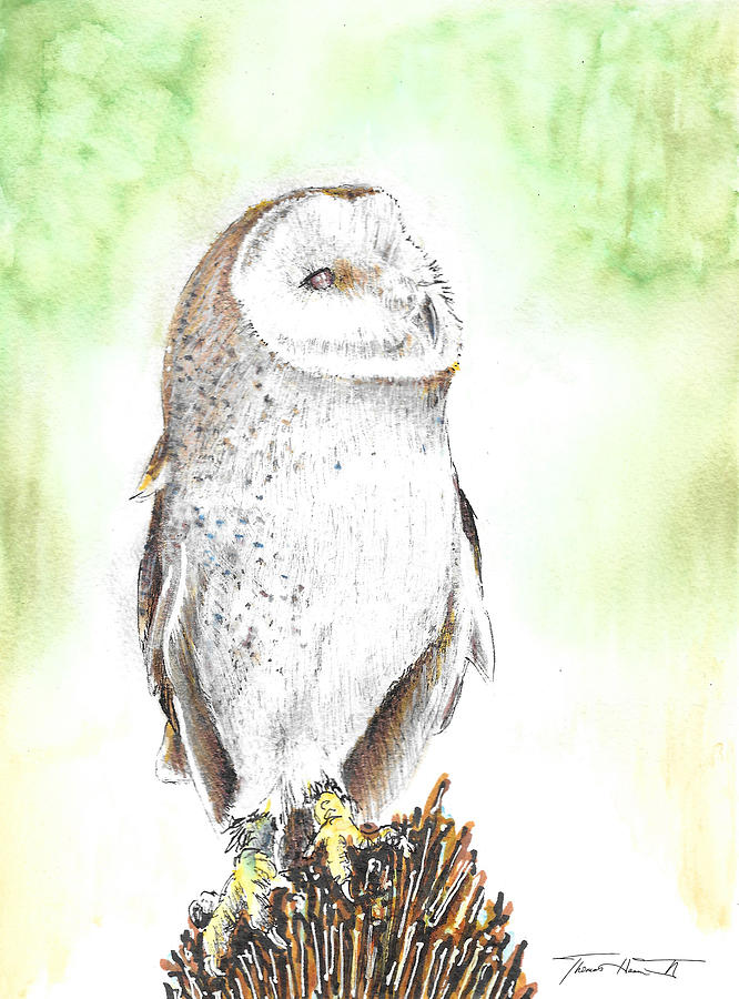 Barn Owl Painting by Thomas Hamm