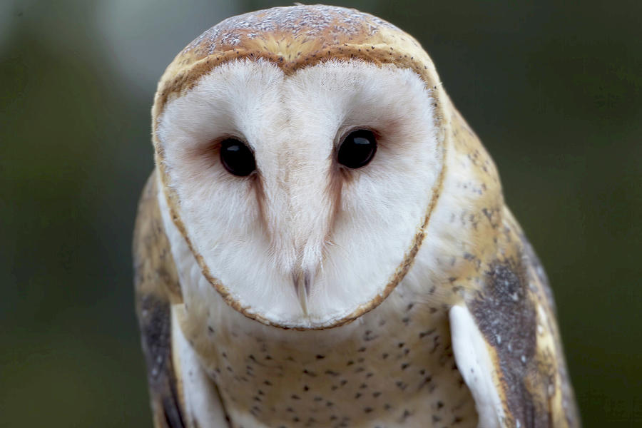 Barn Owl Photograph by Unbridled Discoveries Photography LCC - Fine Art ...