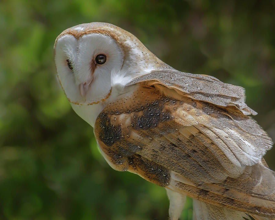 Barn Owl Photograph by Yeates Photography