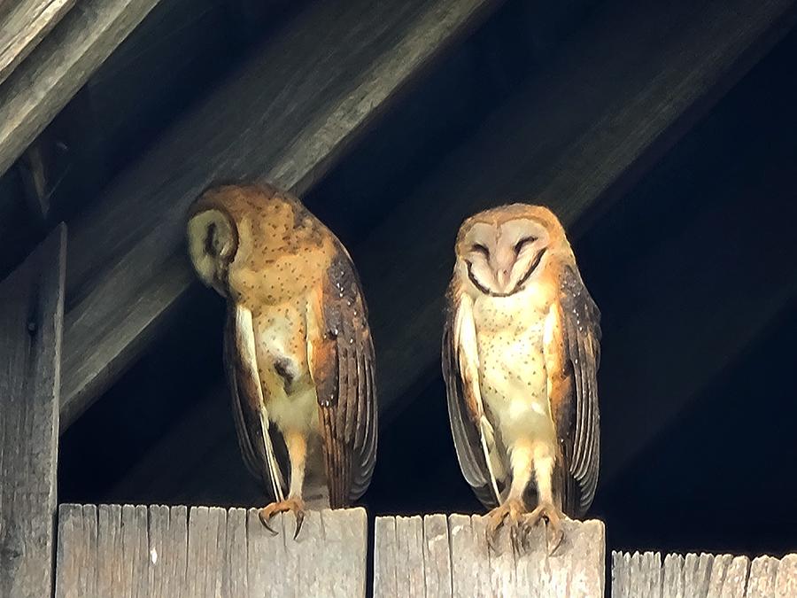 Barn Owls 2 Photograph by Amanda Rae