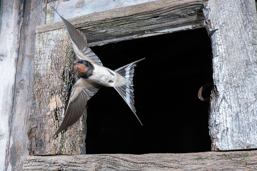 Barn Swallow 1 Photograph by Mark Hunter