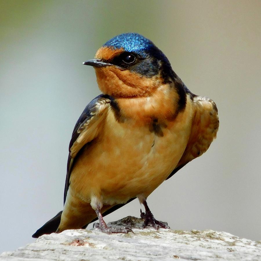 Barn Swallow 2 Photograph by Dan Miller
