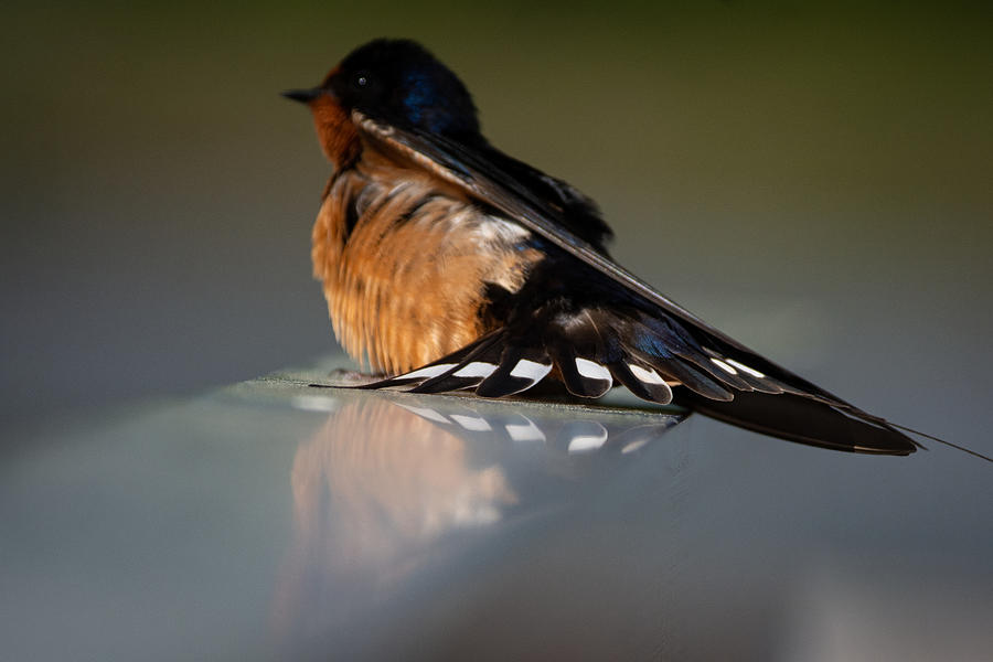 Barn Swallow and the Fake Photograph by Linda Bonaccorsi