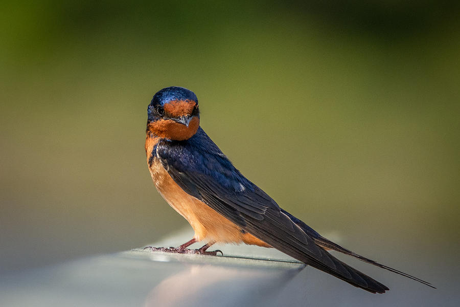 Barn Swallow and the Look Photograph by Linda Bonaccorsi