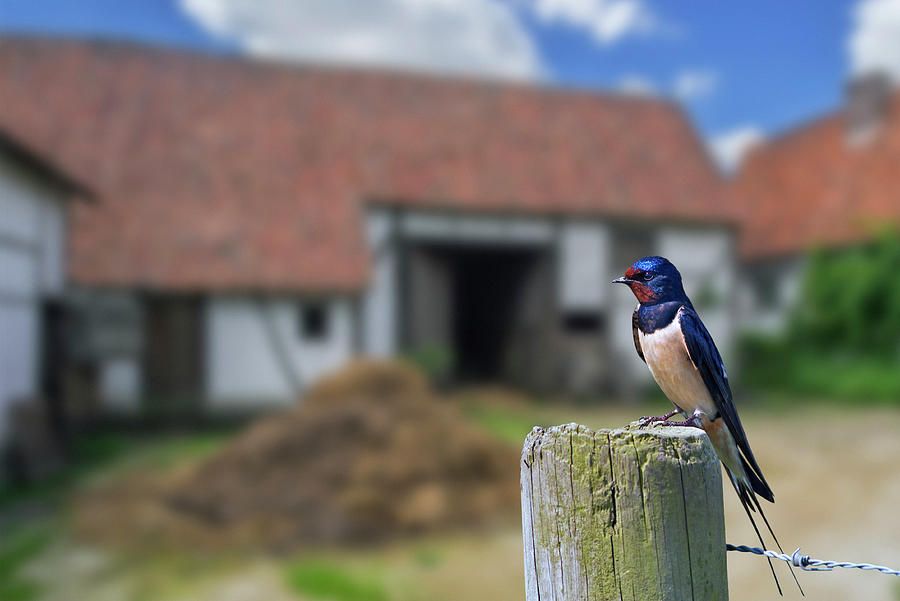 Barn Swallow at Farm Photograph by Arterra Picture Library