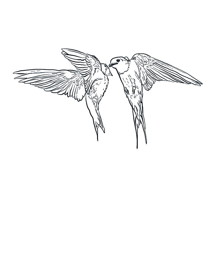 Barn Swallow Birds Drawing by Jindra Noewi