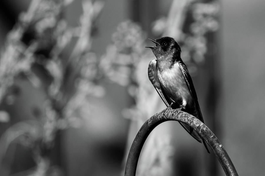 Barn Swallow Black and White Photograph by Steve Templeton