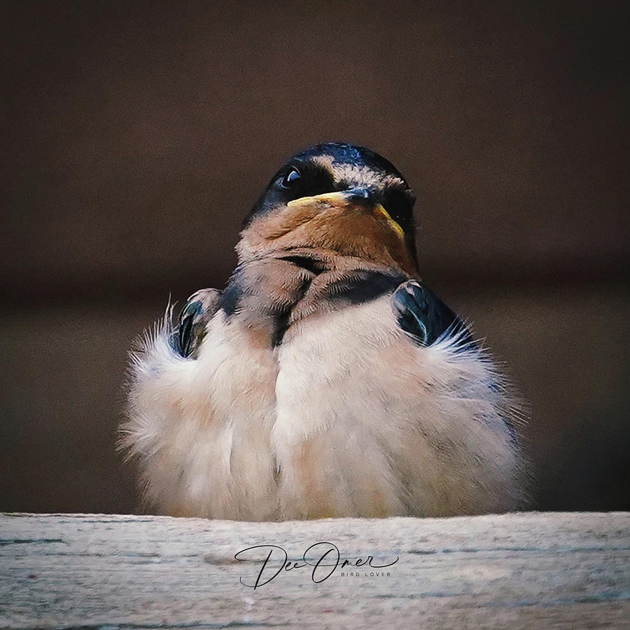 Barn Swallow - Bow Lake, Banff National Park, Alberta, Canada by Dee Omer