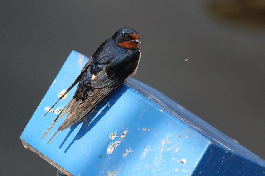 Barn Swallow Photograph by Callen Harty