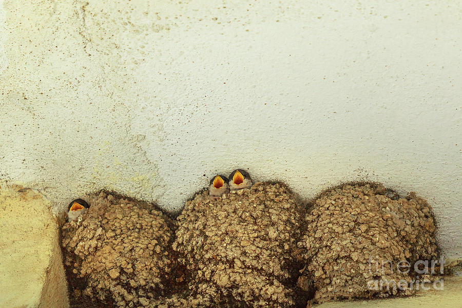Barn Swallow Chicks Photograph by Benny Marty