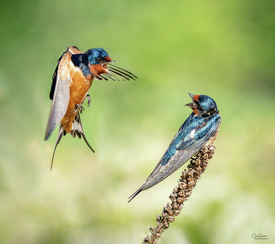 Barn Swallow Discussion Photograph by Judi Dressler