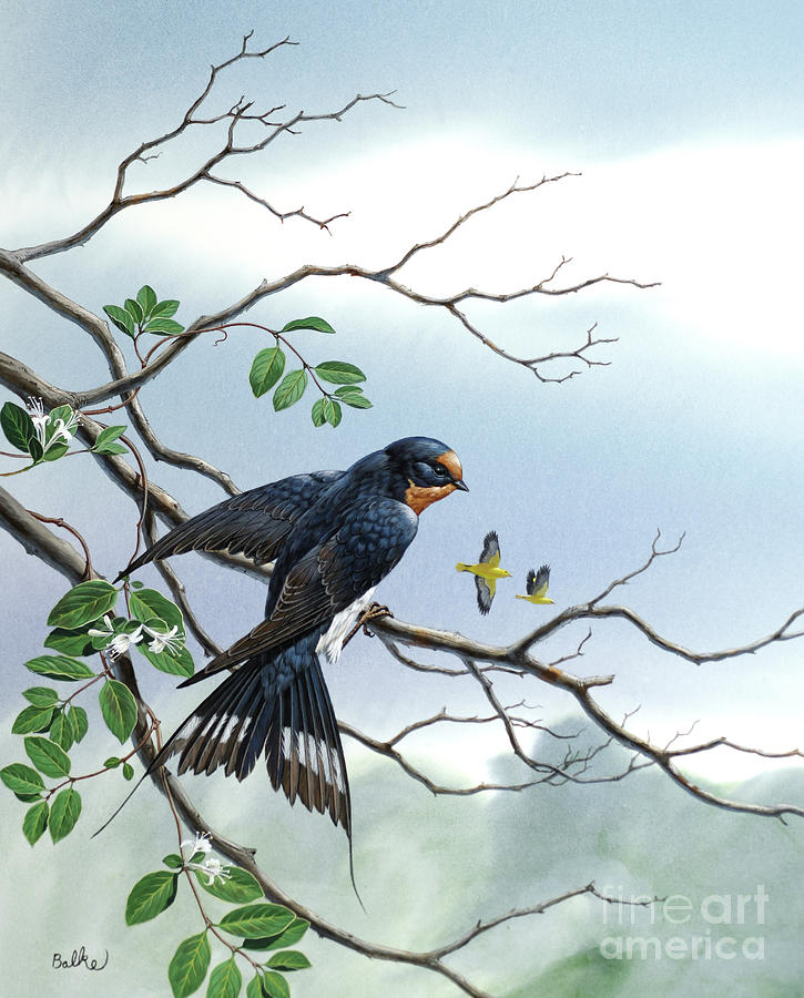Barn Swallow Painting by Don Balke