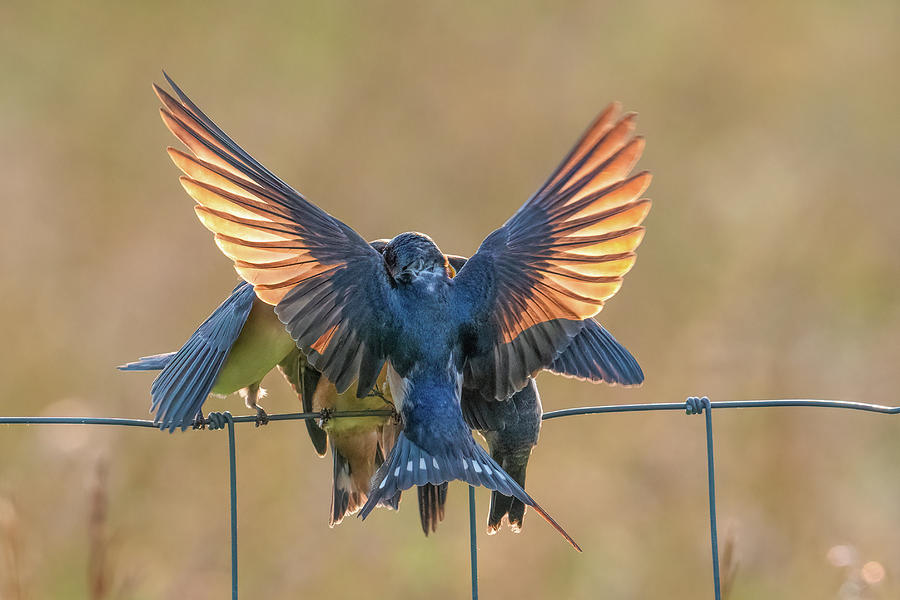 Barn Swallow Family Photograph by Sheen Watkins