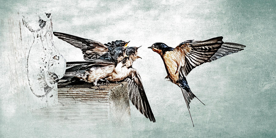 Barn Swallow Feeding Babies 2 Photograph by Mike Gifford