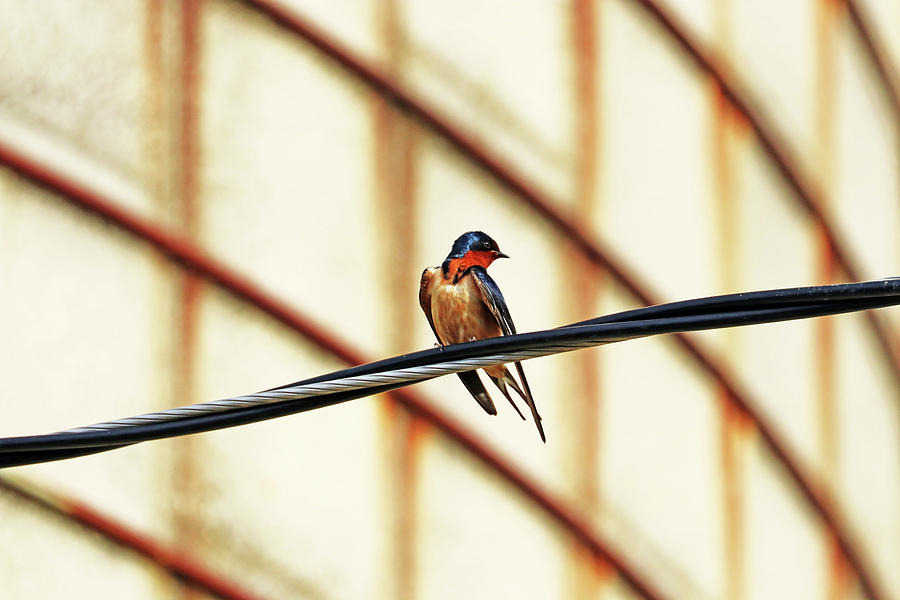 Barn Swallow Fine Feathers Photograph by Debbie Oppermann