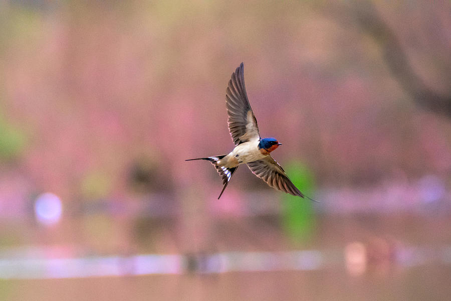 Tree swallow flying along Photograph by Dan Friend