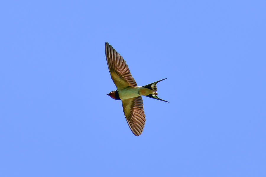 Barn swallow (Hirundo rustica) flying in the blue sky Photograph by Michele DAmico supersky77