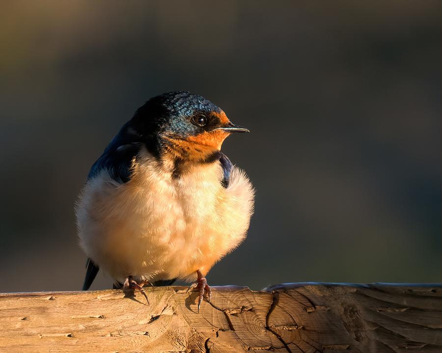 Barn Swallow Photograph by Iina Van Lawick