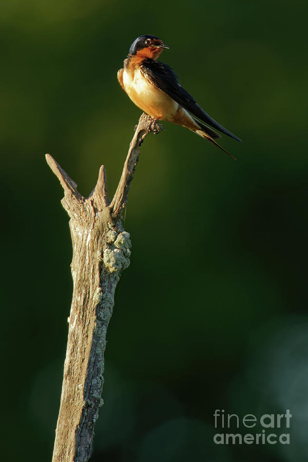Swallow Photograph - Barn Swallow in Dusk Sunlight by Natural Focal Point Photography
