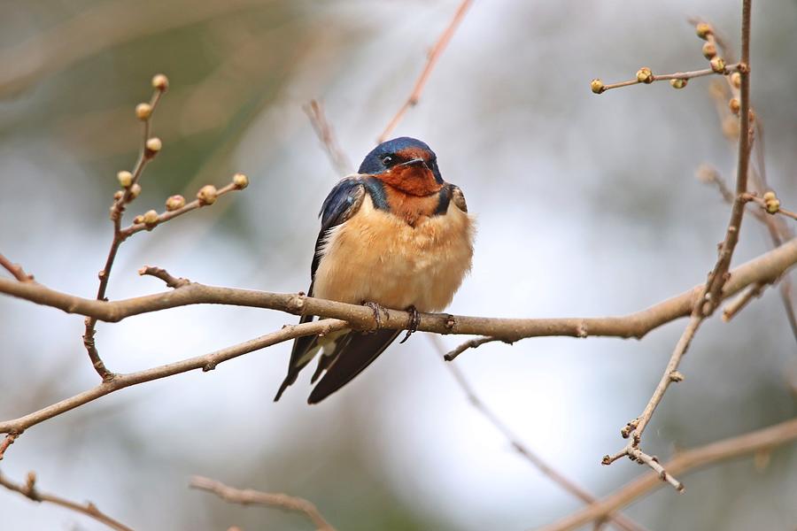 Barn Swallow In Spring Photograph