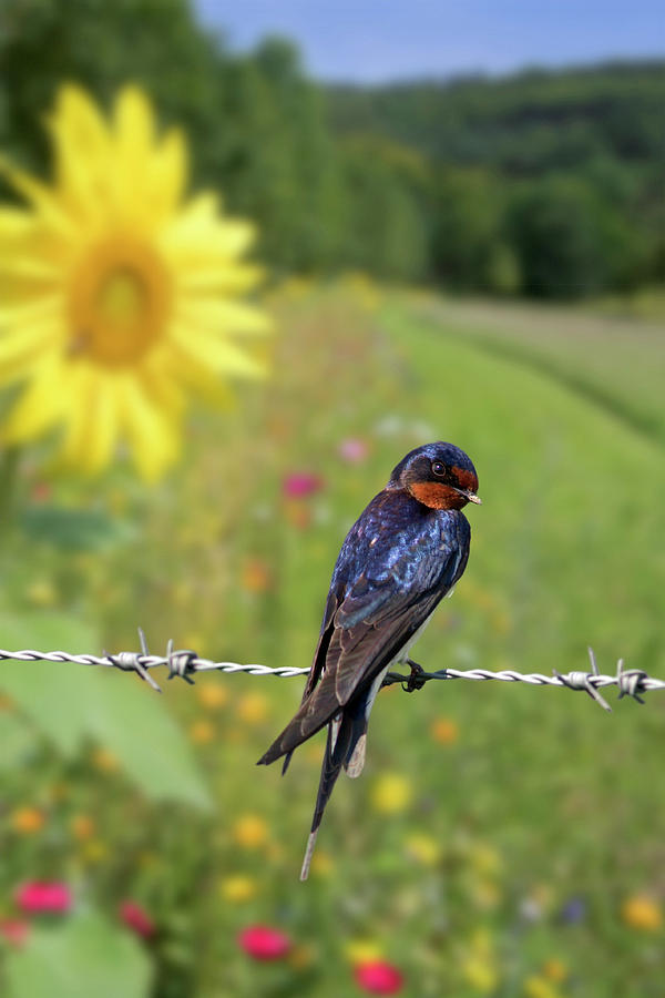 Barn Swallow In Summer Photograph