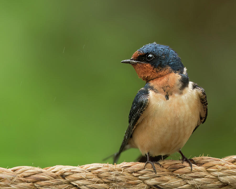 Barn Swallow in the Rain Photograph by Tracy Munson