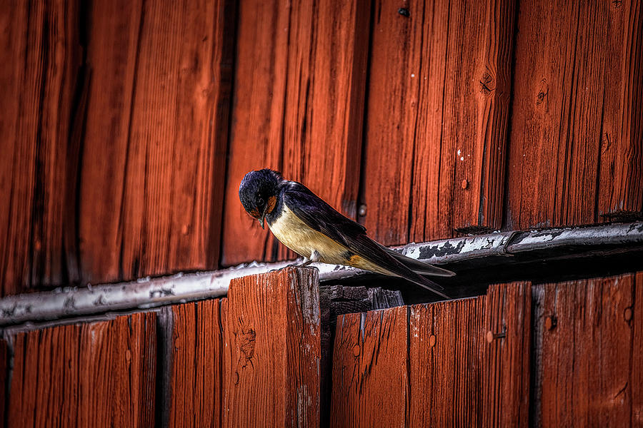 Swallow Photograph - Barn swallow #l7 by Leif Sohlman