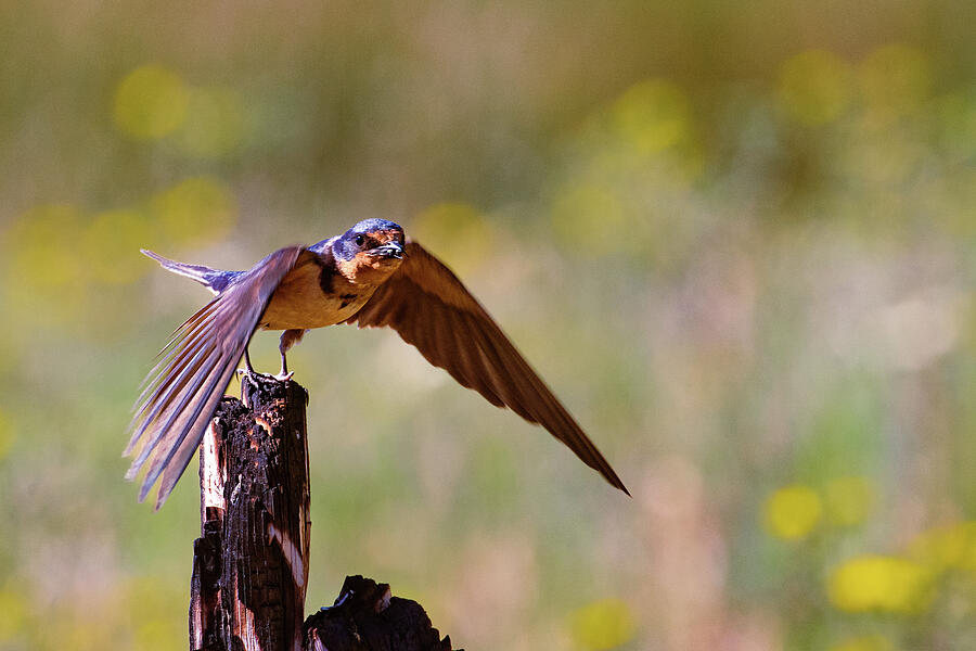 Barn Swallow Lift Off Photograph by Mike Lee