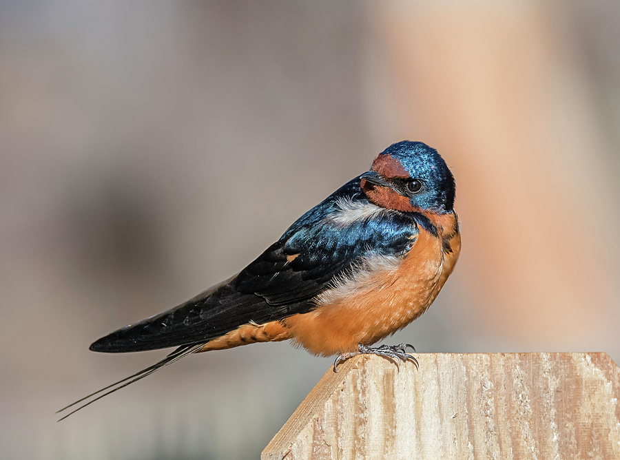 Barn Swallow Photograph by Loree Johnson