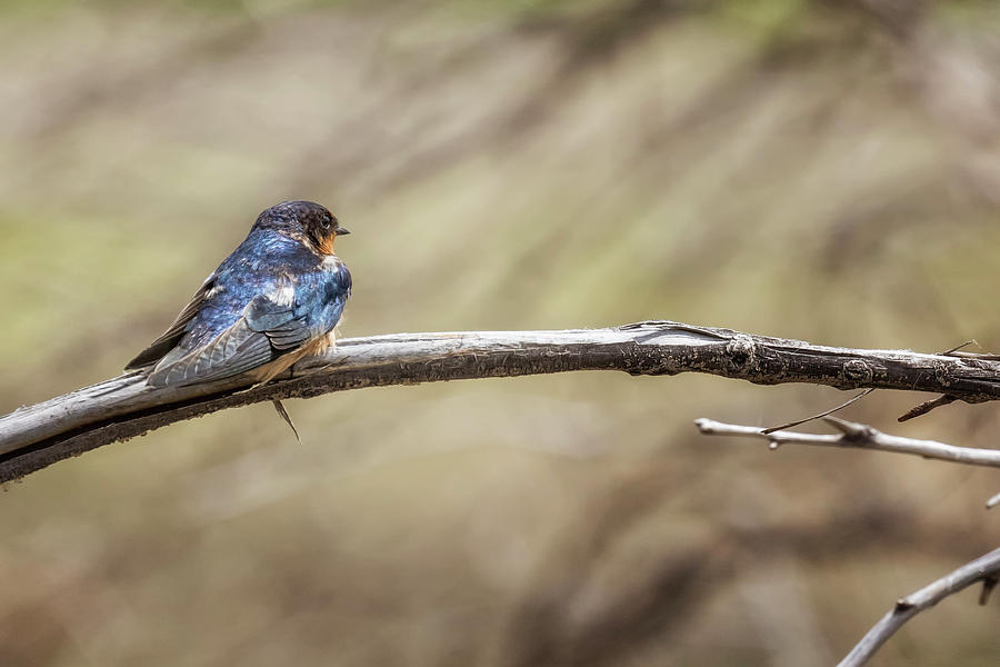 Barn Swallow on a Branch Photograph by Belinda Greb