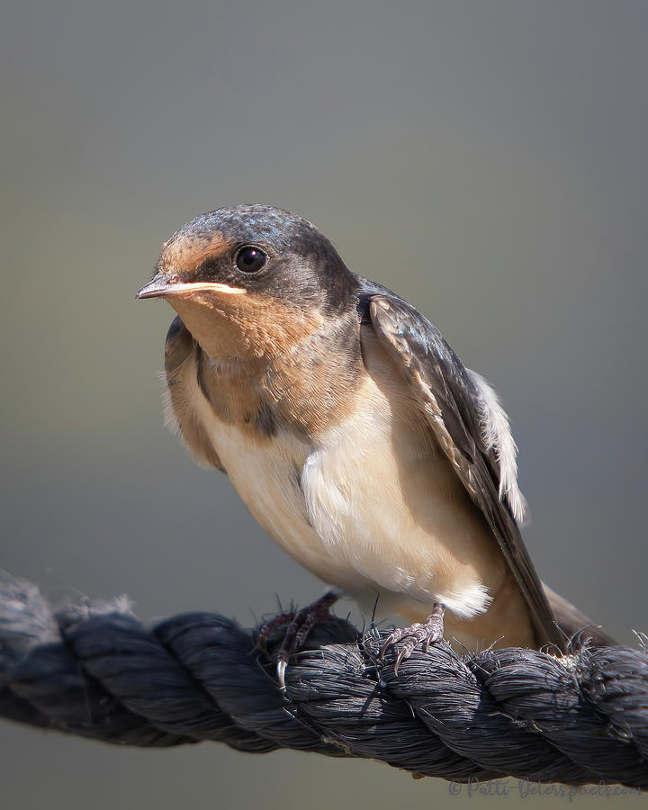 Barn Swallow on Rope I Photograph by Patti Deters