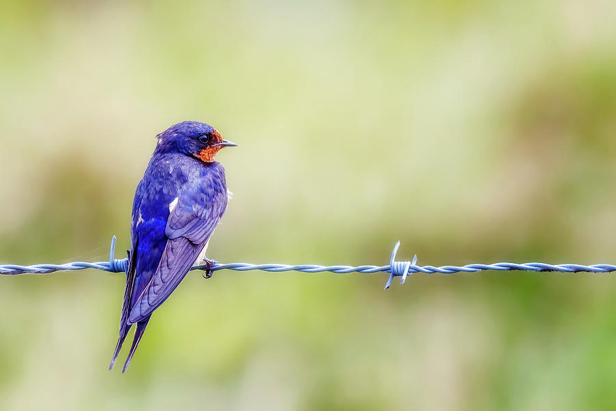 Barn Swallow Perched on Barbed Wire Photograph by Susan Rissi Tregoning