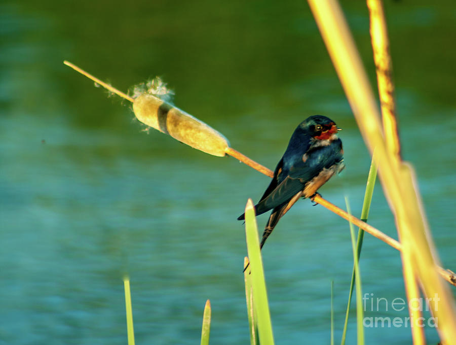 Wildlife Photograph - Barn Swallow by Robert Bales