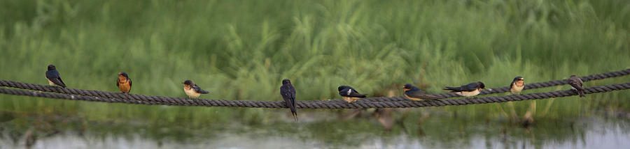 Barn Swallow Rope Pano Photograph by Patti Deters