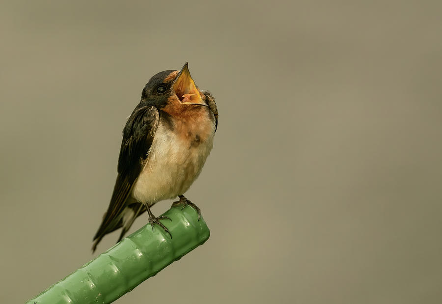 Barn Swallow Photograph by Sam Rino