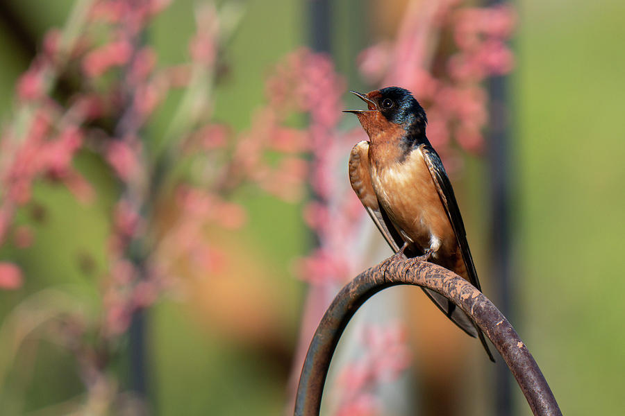 Barn Swallow Photograph by Steve Templeton