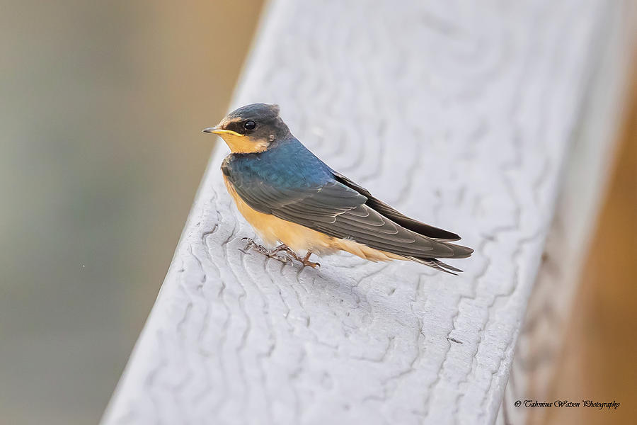 Barn Swallow Photograph by Tahmina Watson