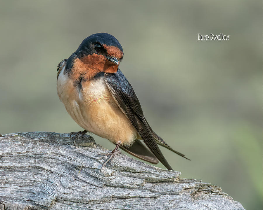 Barn Swallow X Photograph by Wade Aiken
