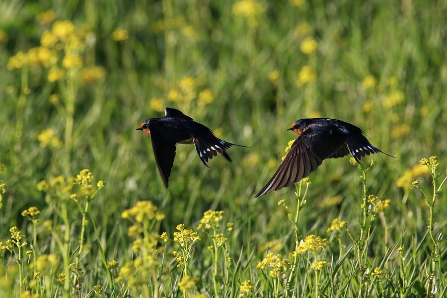 Barn Swallows Photograph by Brook Burling