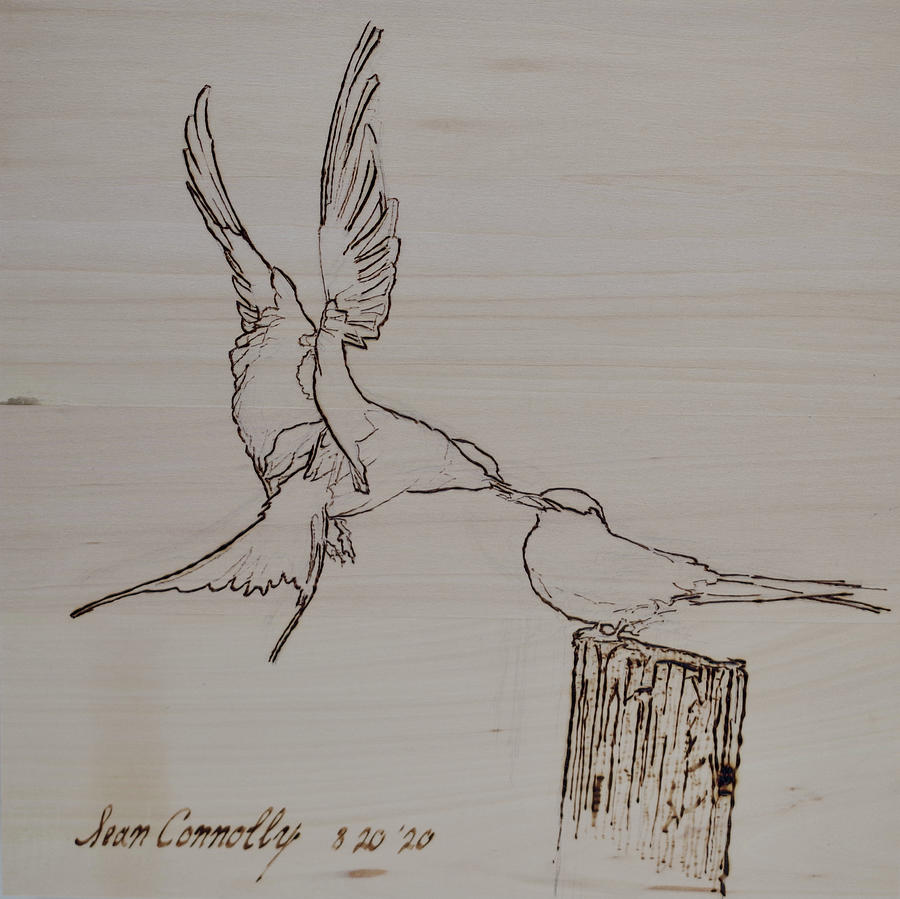 Barn Swallows - Feeding The Fledgling  Pyrography by Sean Connolly