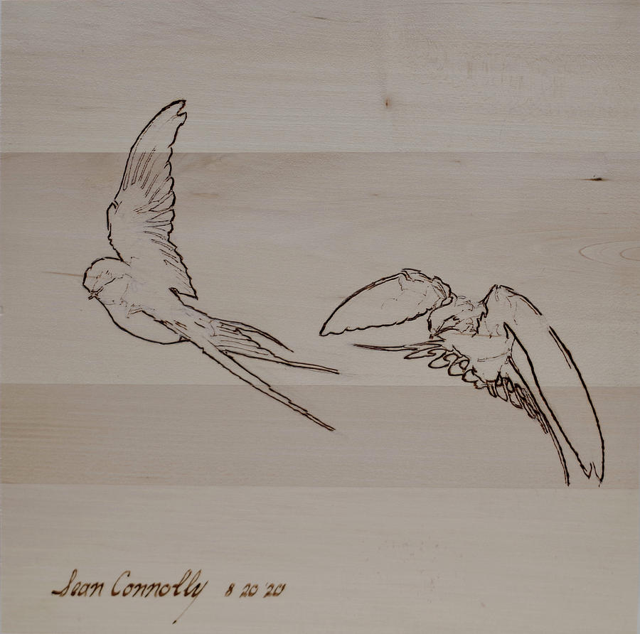 Barn Swallows - Mid-Air Pyrography by Sean Connolly