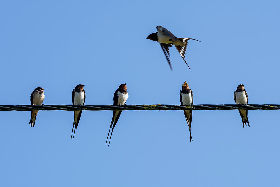 Barn Swallows on Wire Photograph by Arterra Picture Library